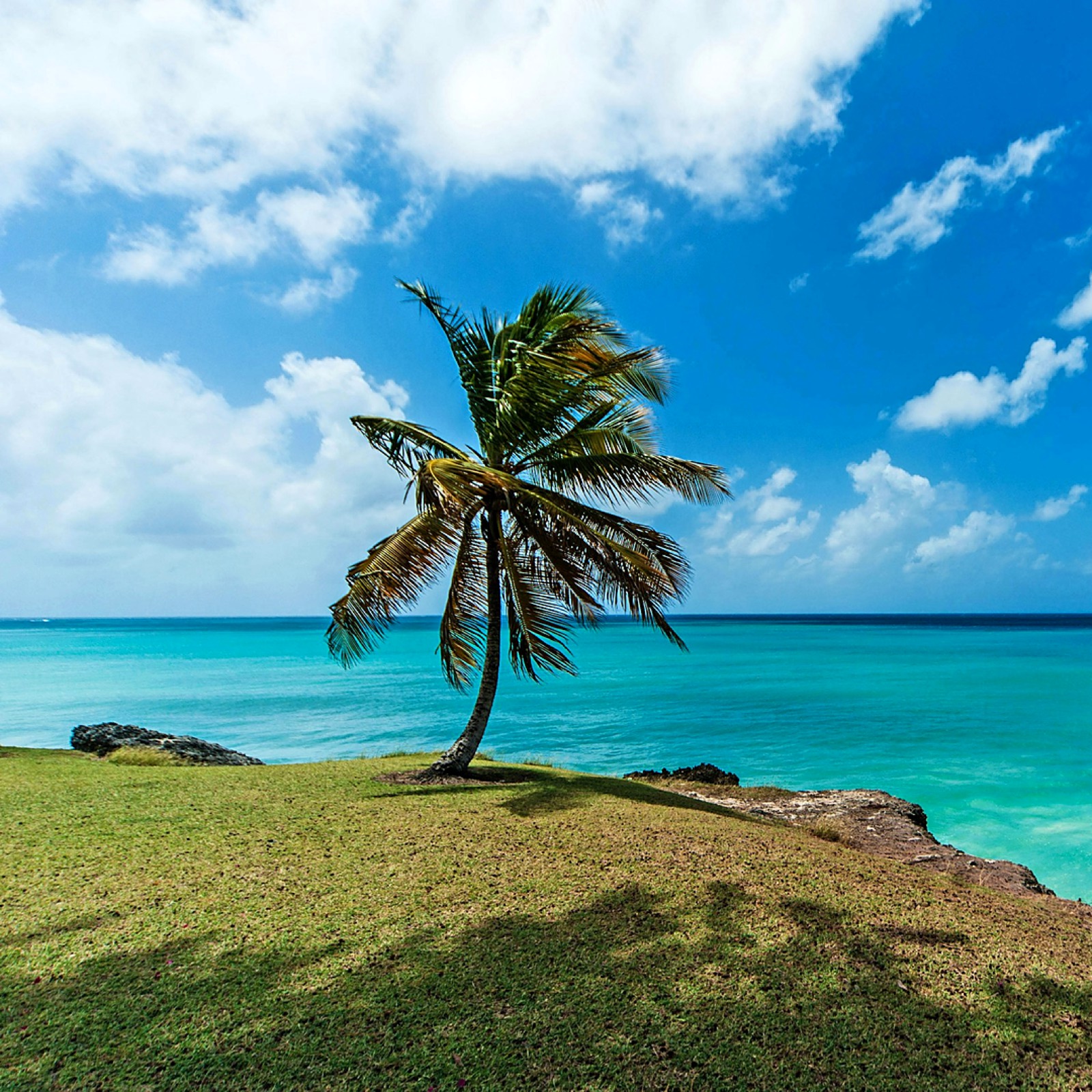 Palm tree overlooking bright Barbados ocean water