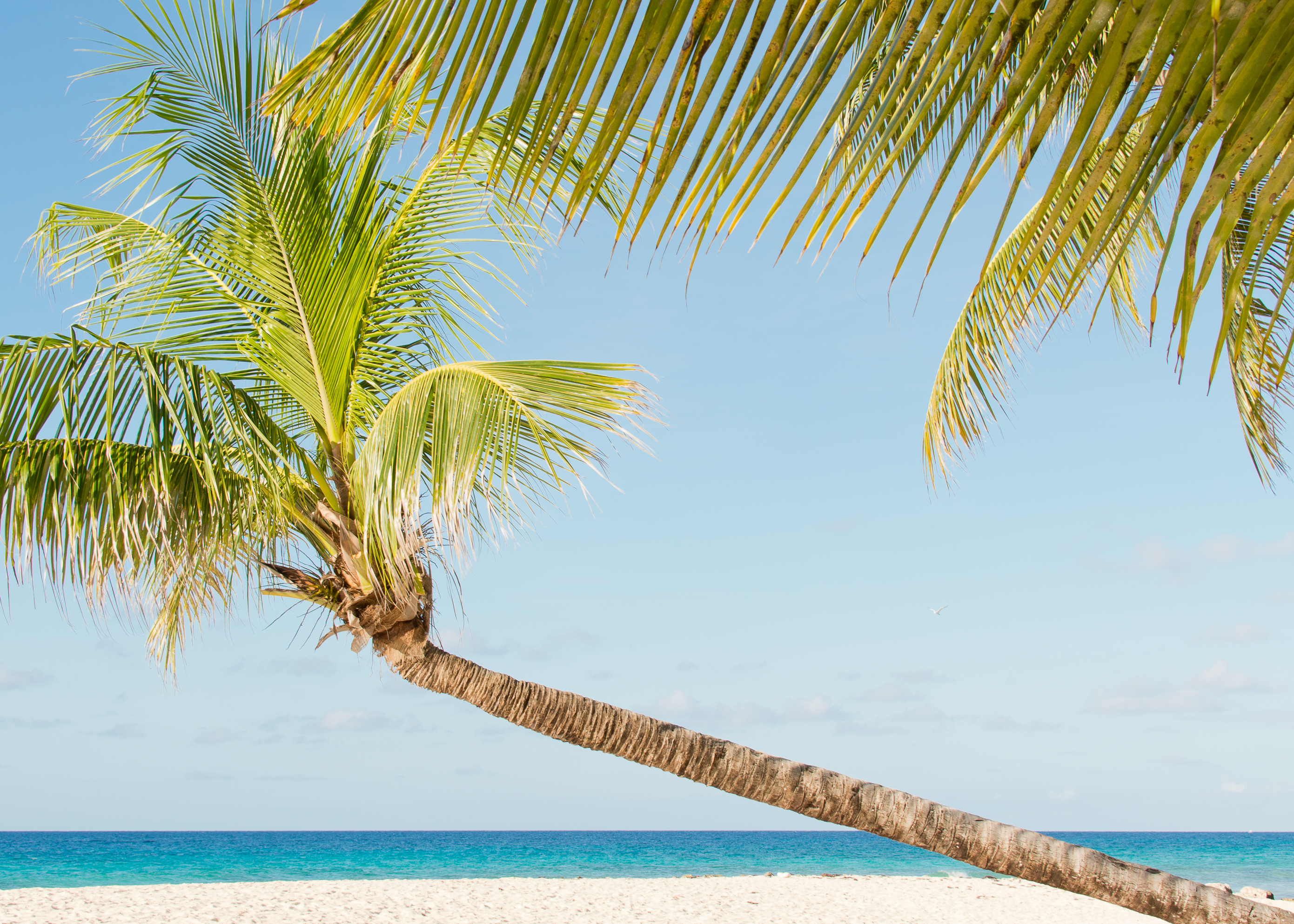 A coconut palm over a white sand beach and turquoise water in Barbados